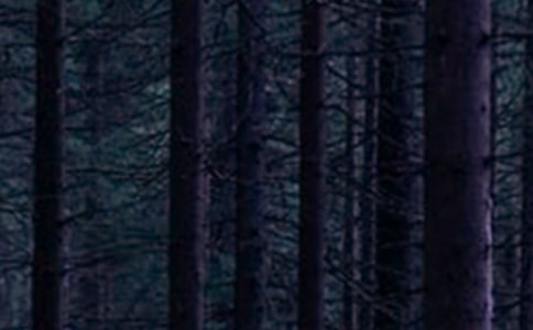 [����]ɭ�ַ��������