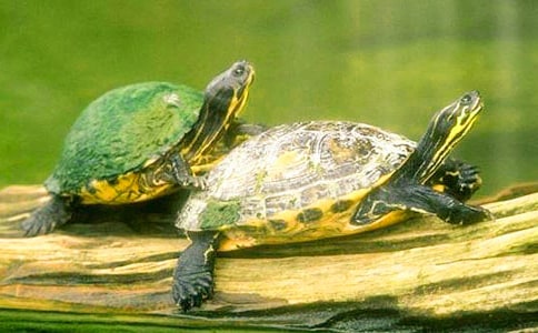 精選烏龜?shù)淖魑?00字三篇