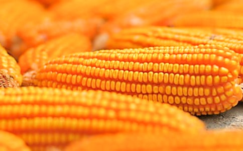 ���������ģ��R��15ƪ��