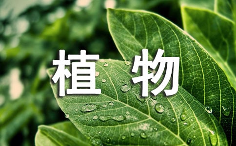 植物“氣象員”閱讀答案