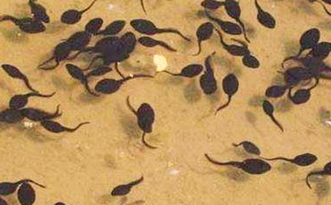 (�؂�)С����ҋ����Ĺ���15ƪ