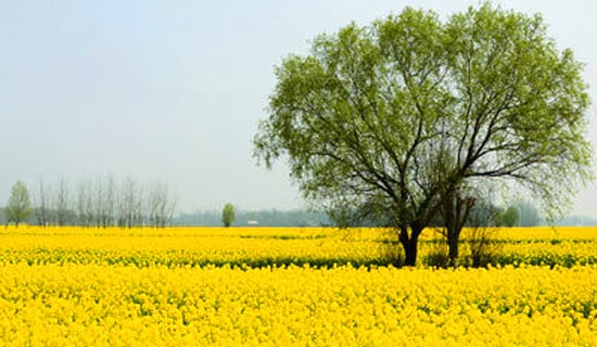 �茑���εľ���200��