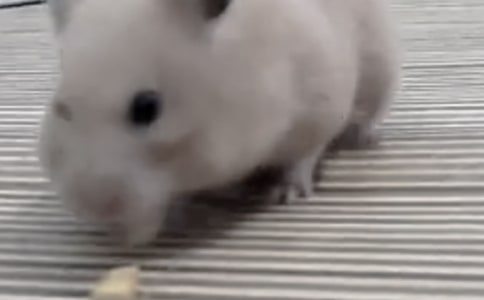 ��׃����һֻ�}�����ģ�ͨ��25ƪ��