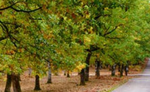 介紹一處風(fēng)景優(yōu)美的地方作文300字(通用45篇)