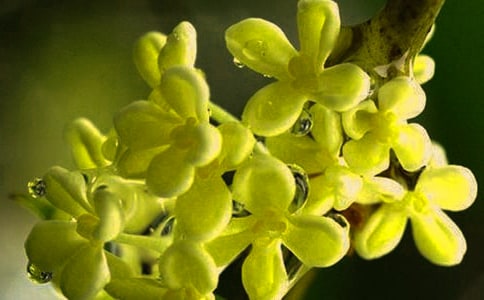 描寫桂花的優(yōu)美段落