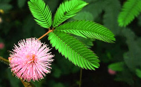 初中生含羞草成長觀察日記