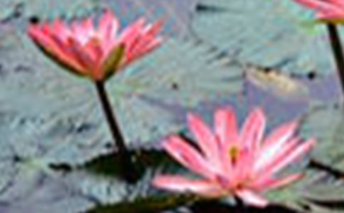 描寫荷花的段落