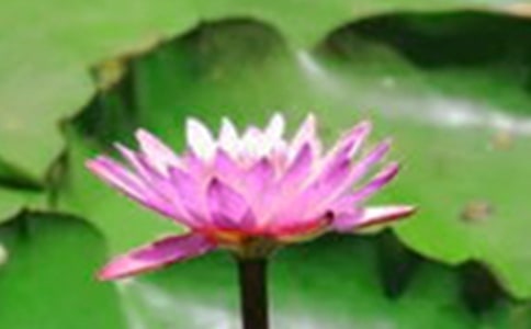 �茑�ɻ����Ķ���