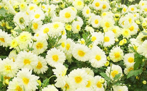 �茑�ջ��ă�(y��u)������