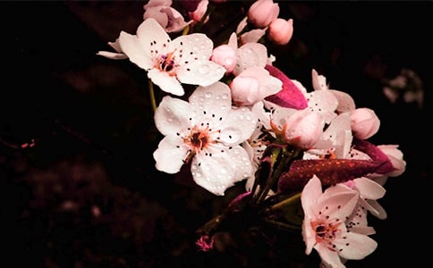 《一剪梅·雨打梨花深閉門》原文及簡析