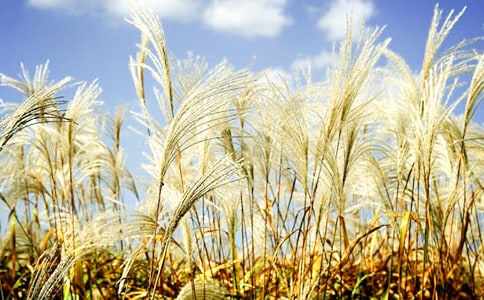 �JȔ���꼉���ģ����x3ƪ��