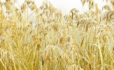 �茑�JȔ?sh��)ĺþ䣨���x130�䣩