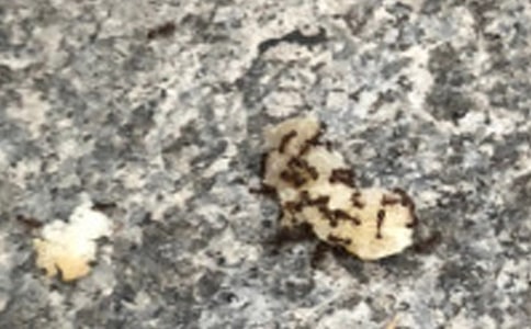 【實(shí)用】觀察螞蟻日記錦集六篇