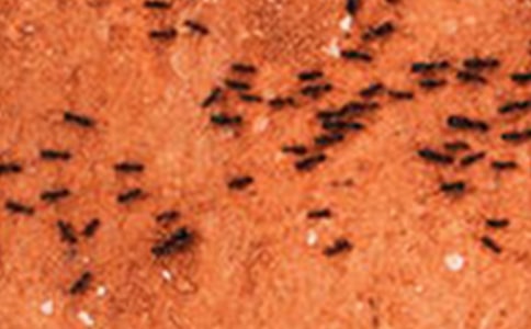 小學觀察螞蟻日記(通用26篇)