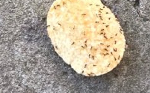 螞蟻觀察收獲日記范文