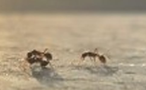 【必備】觀察螞蟻日記8篇