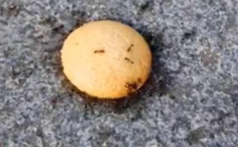 �����x���^��Λρ��ӛ�����\����ƪ