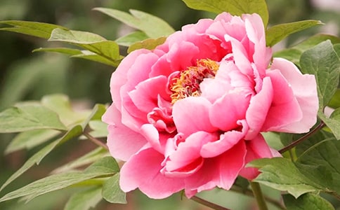 劉禹錫《賞牡丹》的賞析