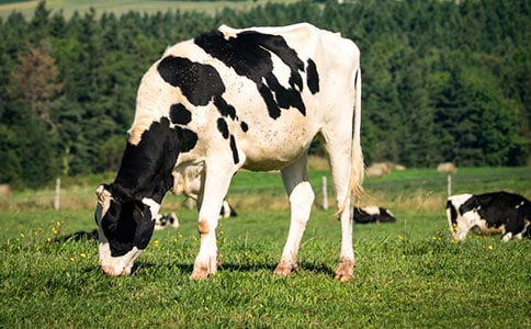 ��ţ�I�u��ͬ(4ƪ)