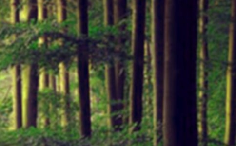 森林報好詞好句大全