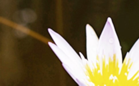 優(yōu)美的夏至祝福語(yǔ)摘錄27條