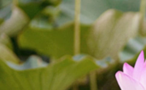 �����Ĺ�Ԋ�p��