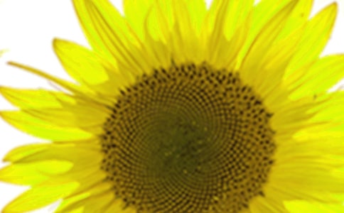 【精】向日葵觀察日記