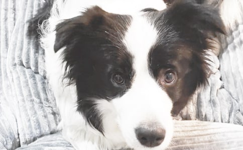 觀察小狗日記模板錦集10篇