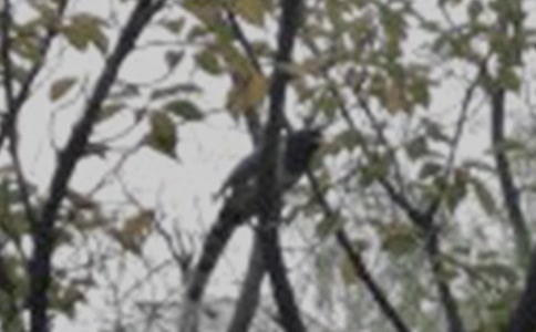 ����С�B�ĔM�˾���