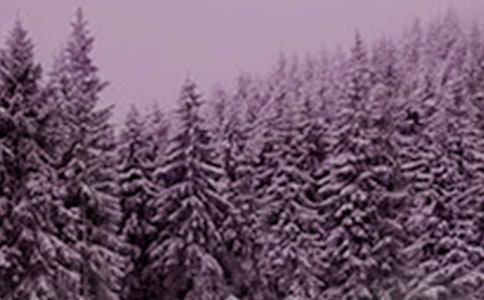 ����Сѩ��(ji��)���f�f�����x245�䣩