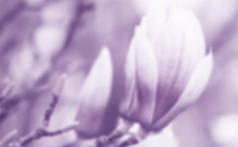 描寫玉蘭花的片段