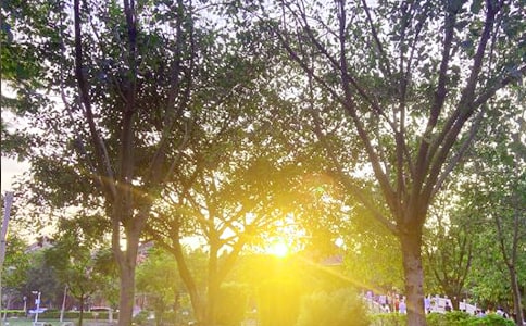 2020簡短早安問候語