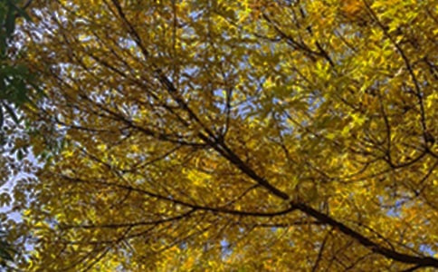 (��(y��u)��)�����簲�ă�(y��u)������7ƪ