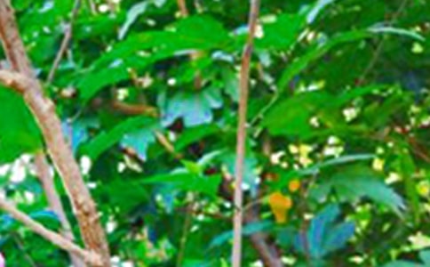 �簲���Z�f�f ��־������